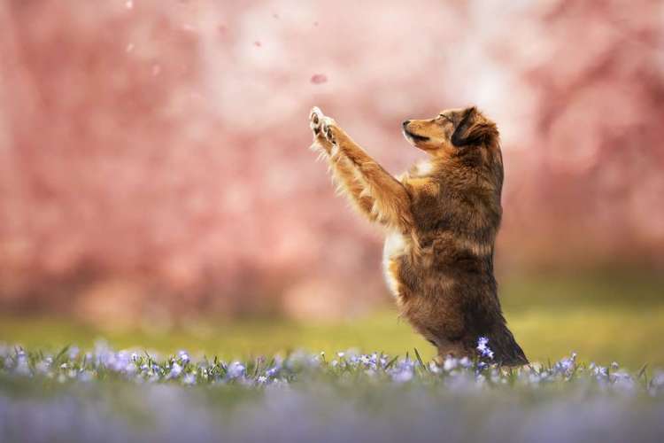 Hundeauslaufgebiet-Jessica Böcker Fotografie-Bild