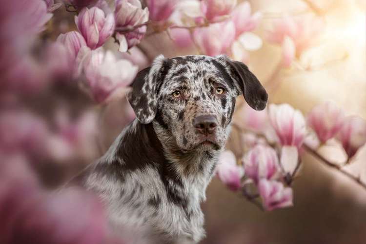 Hundeauslaufgebiet-Jessica Böcker Fotografie-Bild