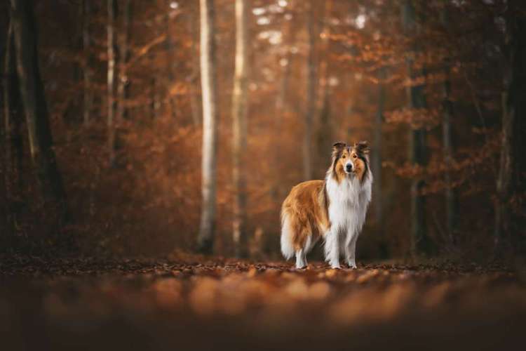 Hundeauslaufgebiet-Jessica Böcker Fotografie-Bild