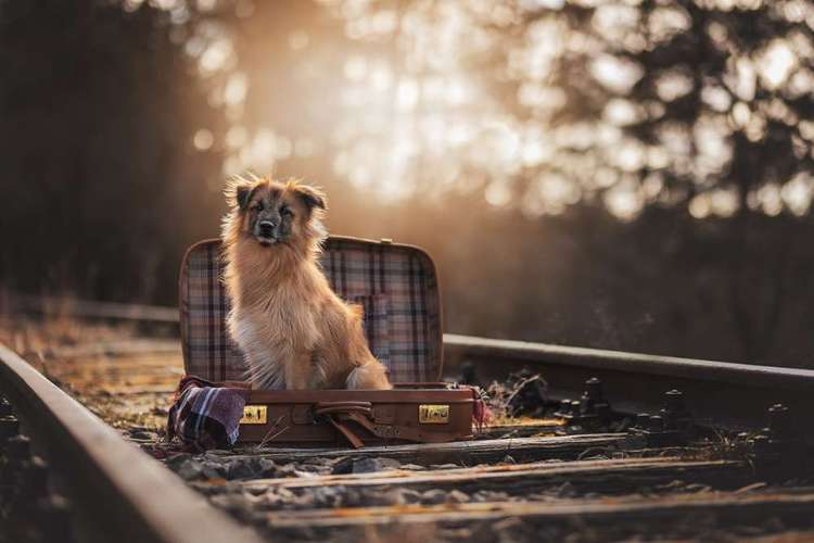 Hundeauslaufgebiet-Jessica Böcker Fotografie-Bild