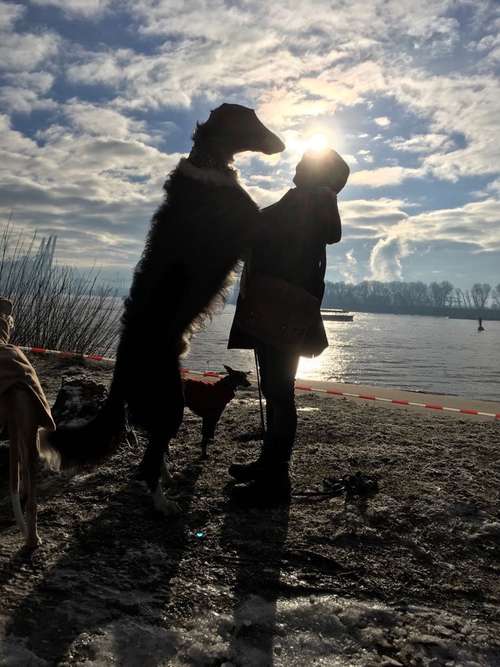 Hundeauslaufgebiet-Sighthound Coach-Bild