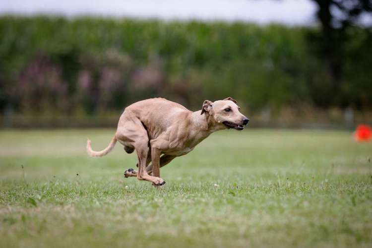 Hundeauslaufgebiet-Sighthound Coach-Bild