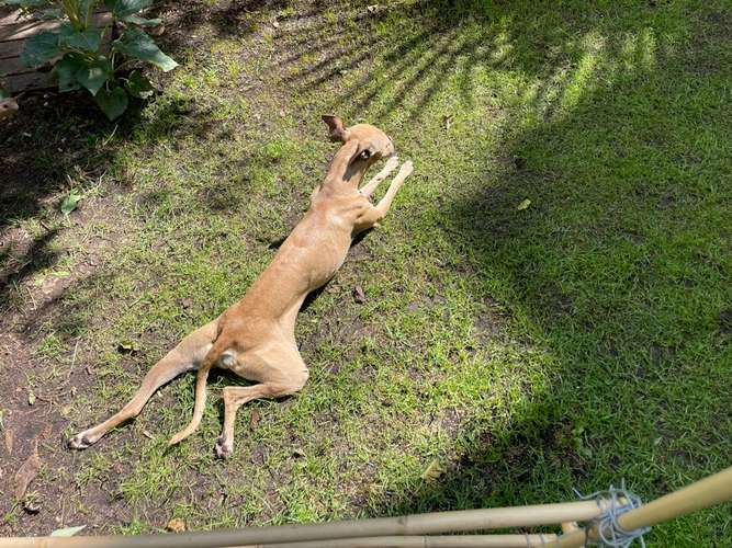 Hundeauslaufgebiet-Sighthound Coach-Bild