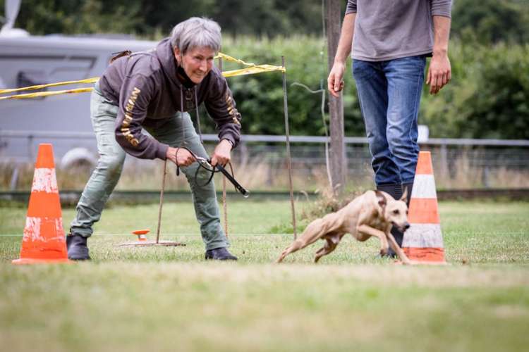 Hundeauslaufgebiet-Sighthound Coach-Bild