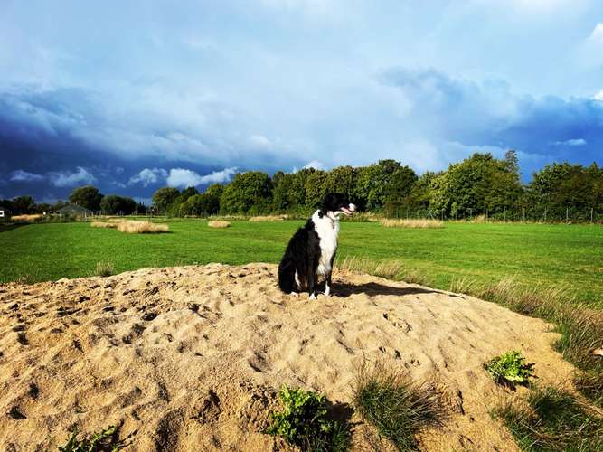 Hundeauslaufgebiet-Sighthound Coach-Bild