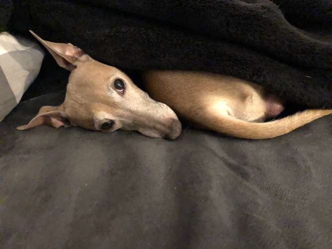 Hundeauslaufgebiet-Sighthound Coach-Bild