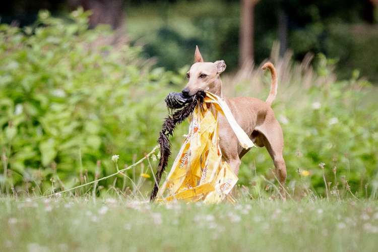 Hundeauslaufgebiet-Sighthound Coach-Bild