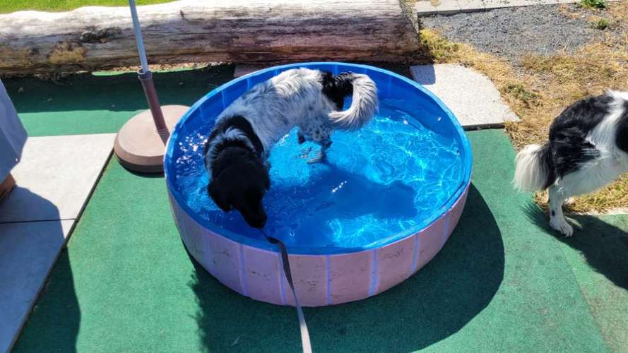 Hundeauslaufgebiet-Dog-Team Griesheim-Bild