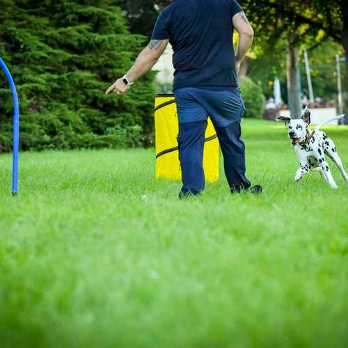 Hundeauslaufgebiet-Martin Rütter Hundeschule Ludwigsburg / Besigheim-Bild