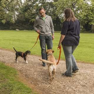 Hundeauslaufgebiet-Martin Rütter Hundeschule Ludwigsburg / Besigheim-Bild