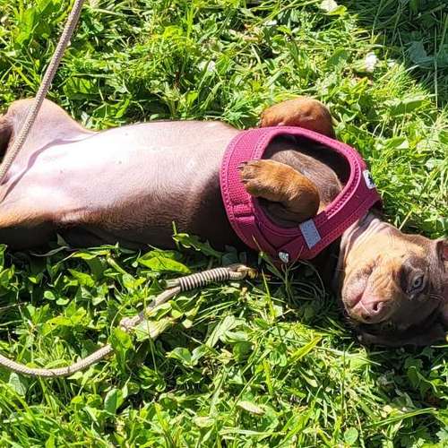 Hundeauslaufgebiet-Martin Rütter Hundeschule Ludwigsburg / Besigheim-Bild