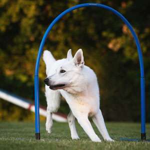 Hundeauslaufgebiet-Martin Rütter Hundeschule Ludwigsburg / Besigheim-Bild