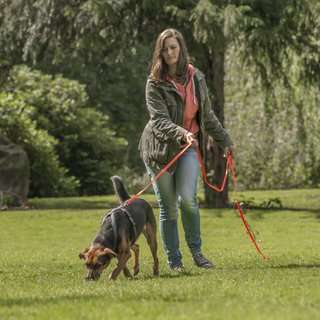 Hundeauslaufgebiet-Martin Rütter Hundeschule Ludwigsburg / Besigheim-Bild