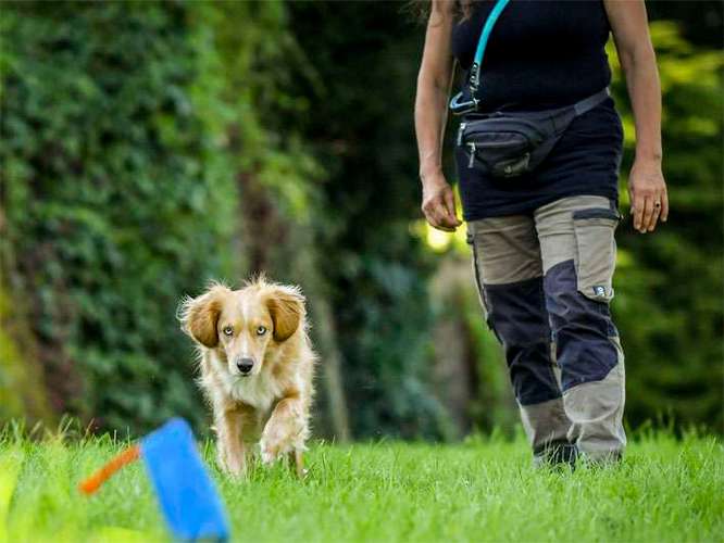 Hundeauslaufgebiet-Martin Rütter Hundeschule Ludwigsburg / Besigheim-Bild