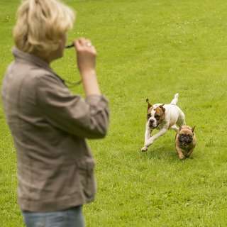 Hundeauslaufgebiet-Martin Rütter Hundeschule Ludwigsburg / Besigheim-Bild