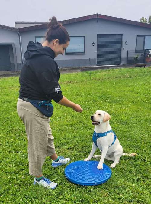 Hundeauslaufgebiet-Martin Rütter Hundeschule Ludwigsburg / Besigheim-Bild