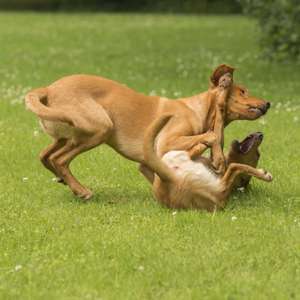 Hundeauslaufgebiet-Martin Rütter Hundeschule Ludwigsburg / Besigheim-Bild