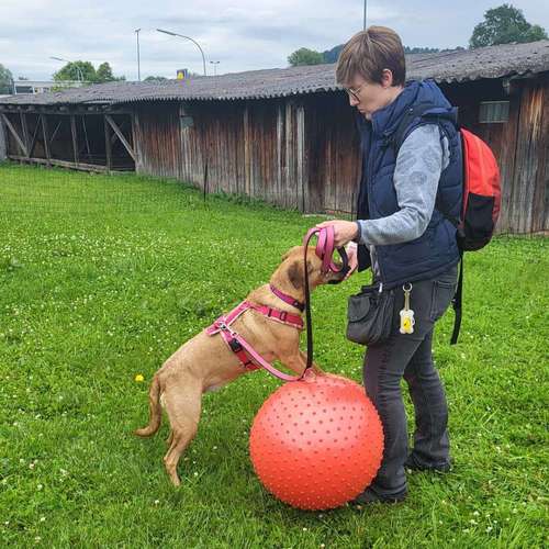 Hundeauslaufgebiet-Martin Rütter Hundeschule Ludwigsburg / Besigheim-Bild