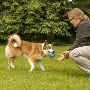 Hundeauslaufgebiet-Martin Rütter Hundeschule Ludwigsburg / Besigheim-Bild