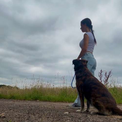 Hundeauslaufgebiet-Bellas Dogs-Bild