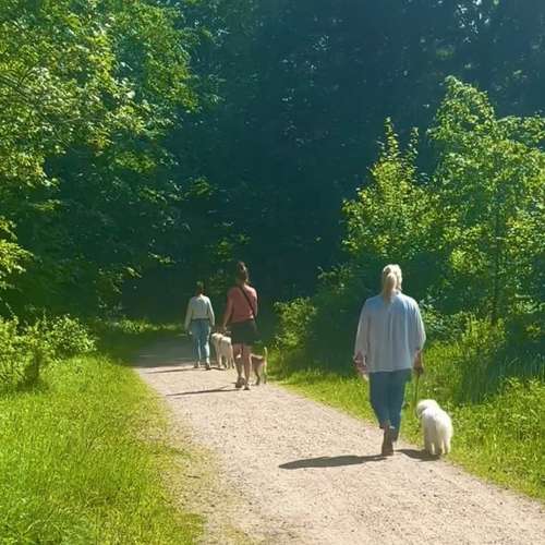Hundeauslaufgebiet-Bellas Dogs-Bild