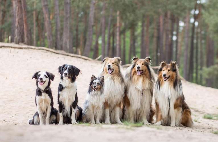 Hundeauslaufgebiet-Hundeschule Nußloch-Bild