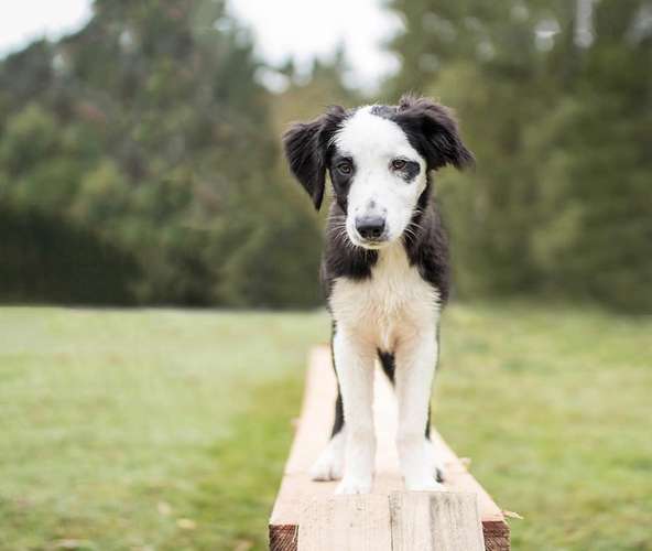 Hundeauslaufgebiet-Hundeschule Nußloch-Bild