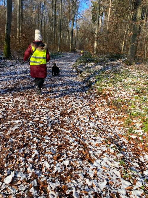 Hundeauslaufgebiet-Hundeschule Nußloch-Bild