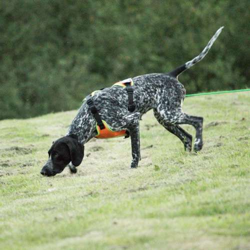 Hundeauslaufgebiet-Hundeschule Nußloch-Bild