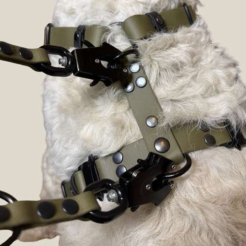 Hundeauslaufgebiet-Dode & Dogs-Bild