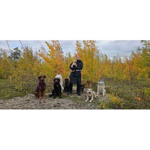 Hundeauslaufgebiet-Hundezentrum im Auwald GbR-Bild