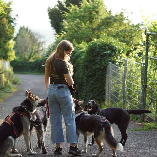 Hundeauslaufgebiet-Gassiservice Better Together Heidelberg-Bild