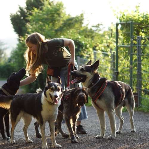 Hundeauslaufgebiet-Gassiservice Better Together Heidelberg-Bild