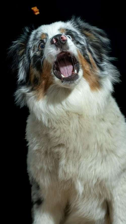 Hundeauslaufgebiet-André Kösters Fotografie-Bild