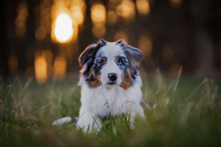 Hundeauslaufgebiet-André Kösters Fotografie-Bild