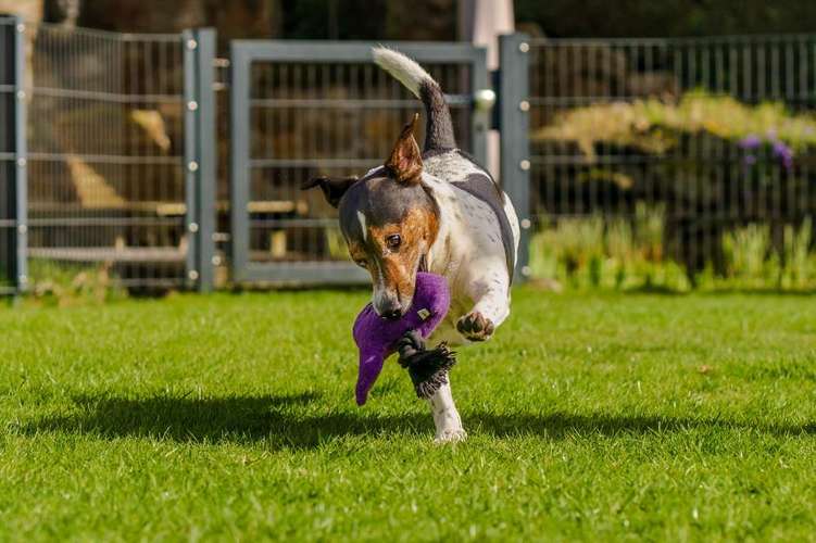 Hundeauslaufgebiet-André Kösters Fotografie-Bild