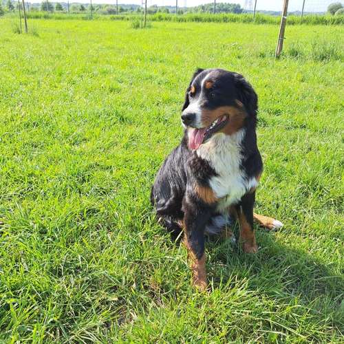 Hundeauslaufgebiet-Dia's Tierwelt-Bild