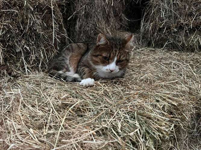 Hundeauslaufgebiet-Dia's Tierwelt-Bild