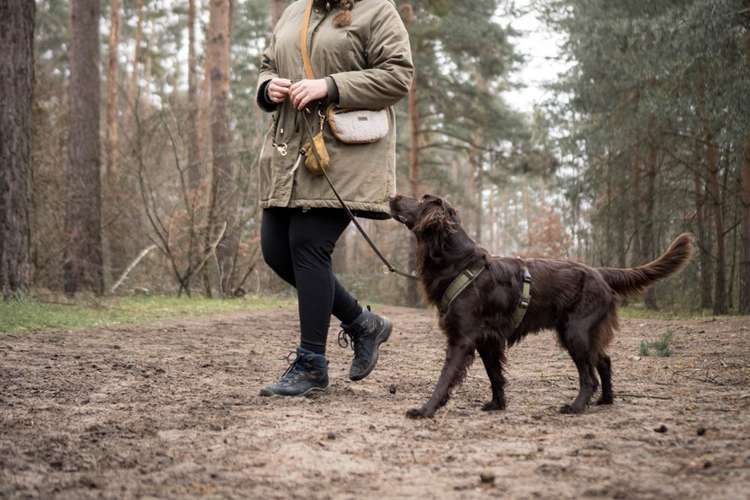 Hundeauslaufgebiet-Lotta Leinen los - Hundeschule Südpfalz-Bild