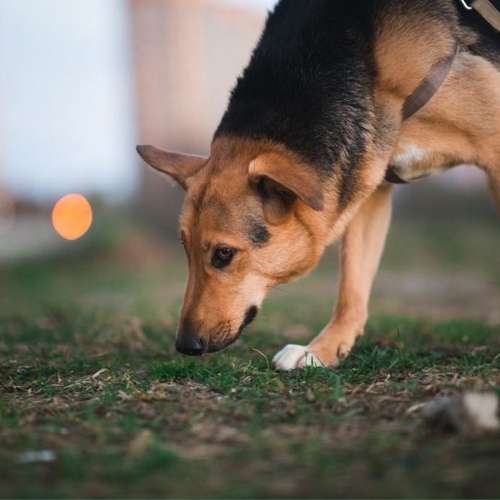 Hundeauslaufgebiet-Lotta Leinen los - Hundeschule Südpfalz-Bild