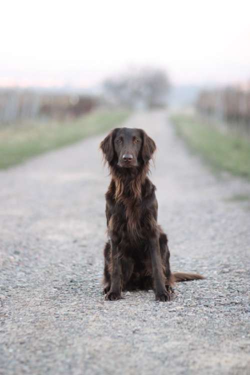 Hundeauslaufgebiet-Lotta Leinen los - Hundeschule Südpfalz-Bild