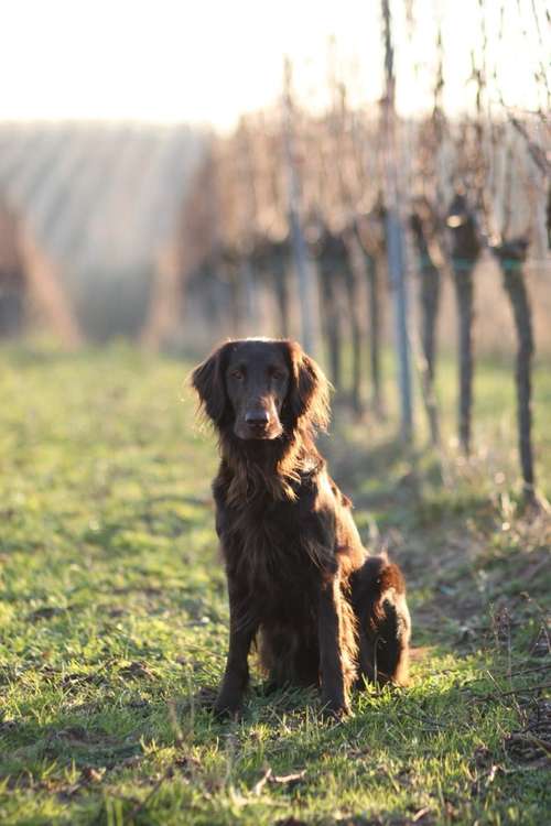 Hundeauslaufgebiet-Lotta Leinen los - Hundeschule Südpfalz-Bild