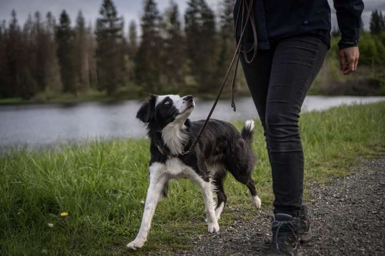Hundeauslaufgebiet-Lotta Leinen los - Hundeschule Südpfalz-Bild