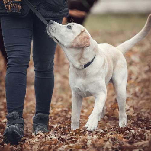 Hundeauslaufgebiet-Lotta Leinen los - Hundeschule Südpfalz-Bild
