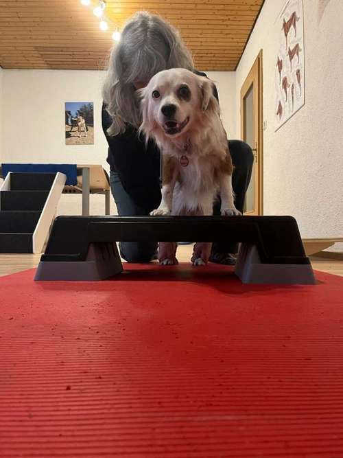 Hundeauslaufgebiet-HändefürPfoten - Physiotherapie für Hunde-Bild