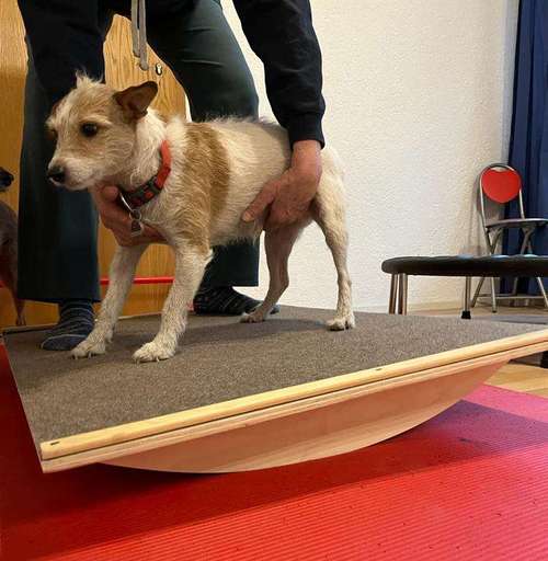 Hundeauslaufgebiet-HändefürPfoten - Physiotherapie für Hunde-Bild