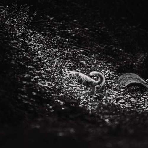 Hundeauslaufgebiet-Aurora Light of Soul-Bild