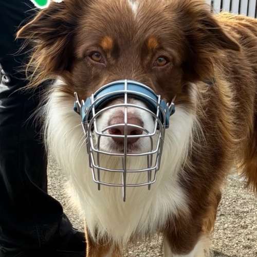 Hundeauslaufgebiet-PURPUR Dein Hund Deine Schule - Training ohne Umwege-Bild
