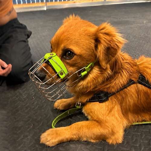 Hundeauslaufgebiet-PURPUR Dein Hund Deine Schule - Training ohne Umwege-Bild