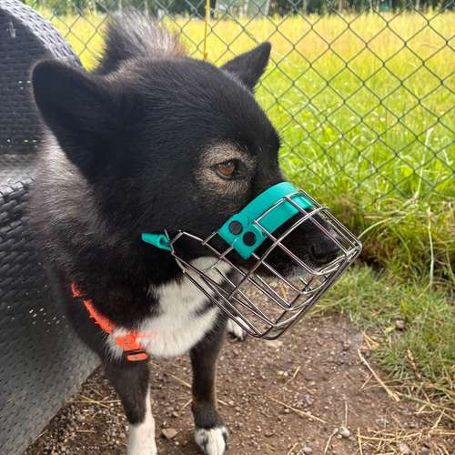 Hundeauslaufgebiet-PURPUR Dein Hund Deine Schule - Training ohne Umwege-Bild